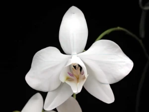 Bild von Phalaenopsis amabilis 2